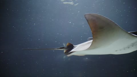 Stingrays in perfect formation drift past thrilled scuba diver in the Galapagos Part 5