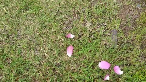 Lot of petals scattered on the ground