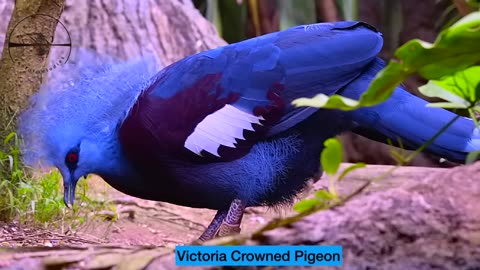 Most Colorful Birds In The World in 4K Stunning Nature Birds Sounds Learn Names of Birds