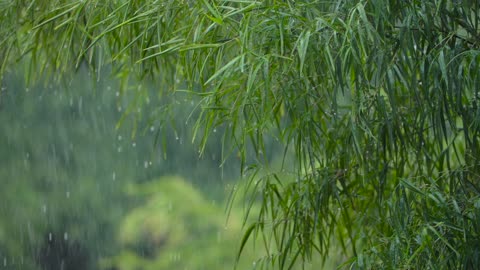 Long Shot of Torrential Rain Fall In a Tropical Forest