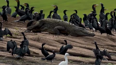 A crocodile amidst a sea of birds