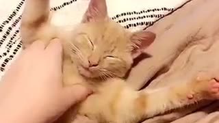 Cat in bed getting pet