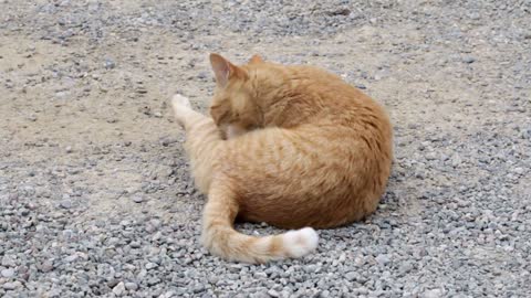 A tabby cat that rolls over and over