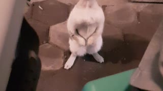 Cat Uses Best Manners to Beg