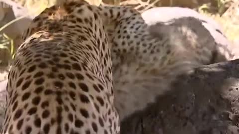 Cheetah Cubs Playing | Big Cat Diary | BBC Earth