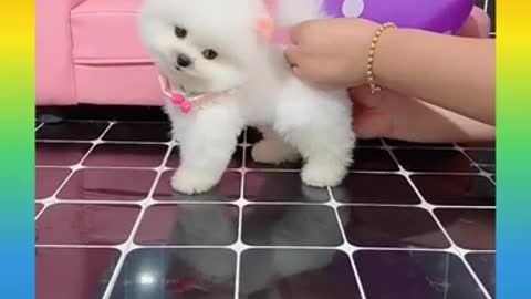 Beautiful puppy