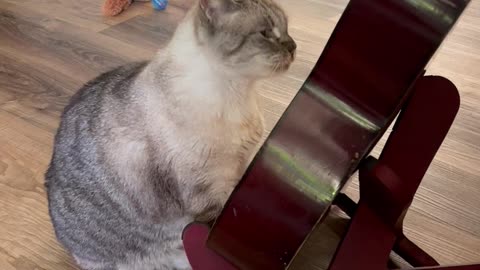 Cat Plays The Guitar