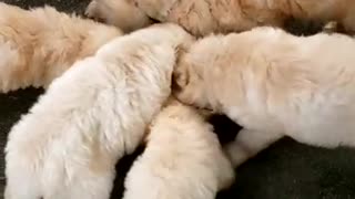 7 Goldendoodles chowing 9.16.21