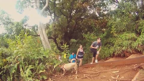 Female Dog Enjoys climbing Forest With Us