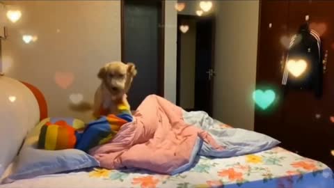 This dogs is confused by his owner 🤣🙄 Watch Happened next