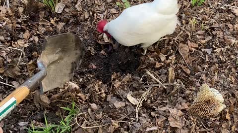 Chicken Helping to Dig for Worms