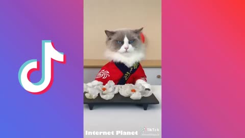 Funny Cat Videos 2022_Cat Compilation