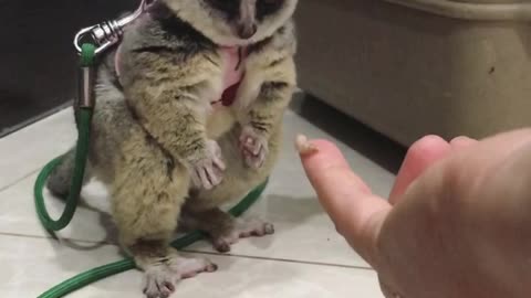 Bush Baby Just Couldn't Eat Another One