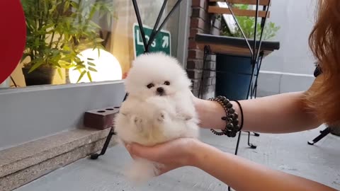 White_pomeranian_is_so_cute!_lovely_puppy_video_lovely_pet_-_Teacup_puppies_KimsKennelUS