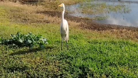 The nature zone: Can i have some more?