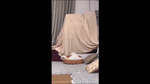 #Funny - Entertainment -Cats-Dogs-Pets