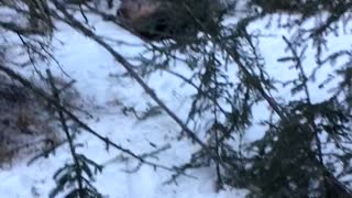 Yukon Man Gored by Bison