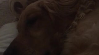 Blonde woman and golden retriever lay down and make noises together