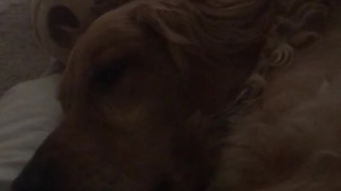 Blonde woman and golden retriever lay down and make noises together