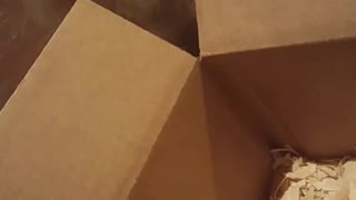 Cute white fluffy dog watching baby chicks inside of box