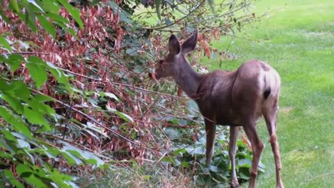 Deer eating scene