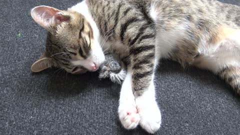 Adorable Baby Cat Plays With His Mouse and Falls Asleep