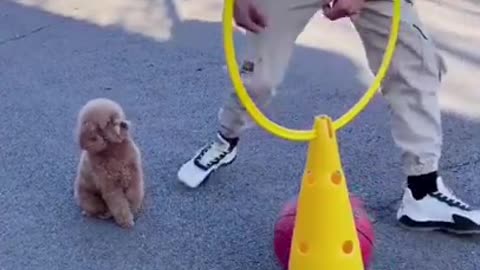 Funny dog training!