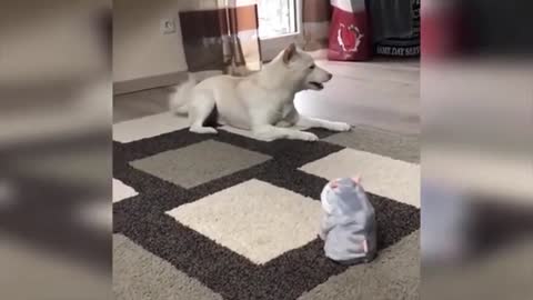 This dog playing with his toy will make your day:)