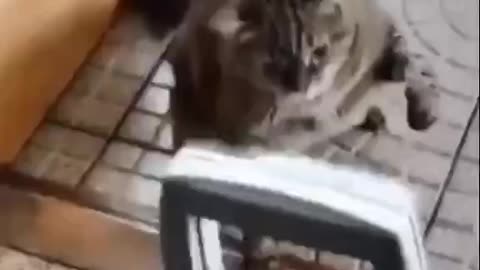 This cat trying to learn boxing in one hand