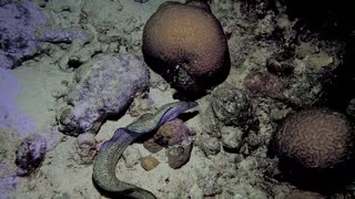 Eel and a tarpon moving around the reef at night - October 2019 SCUBA Trip to Bonaire N.A.