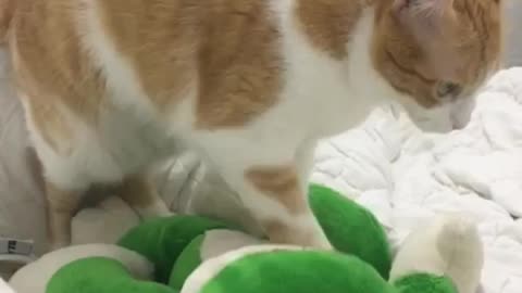 Very cute, my kitten, massaging the stuffed animal!