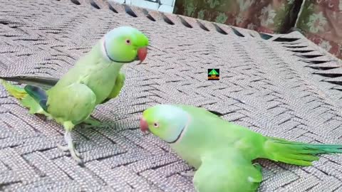 True Friendship Of Ringneck Talking And Dancing Parrots