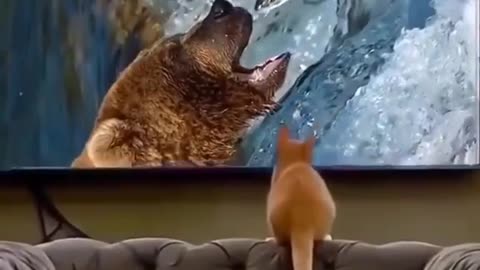 Cat trying to catch fish from TV