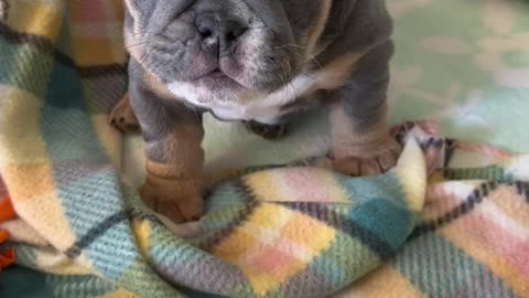 Fluffy puppy washes its paws for attention🐶