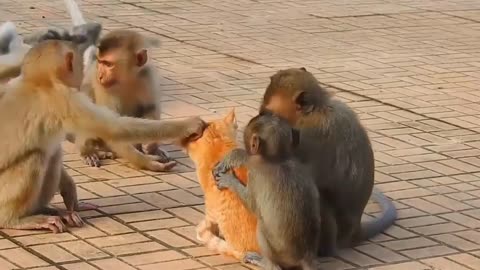 Monkey dog and cat funny video