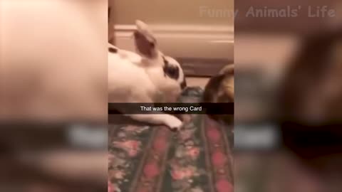 Best Funny Animal Videos Of The 2022