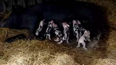 Piglets being pigs 5 minutes after birth