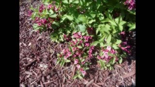 Hummingbirds and Butterflies Weigela Shrub