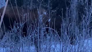 Moose in Houston, Alaska.....again!