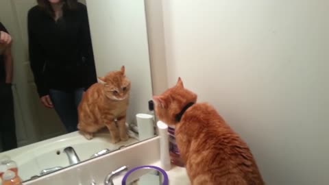Perseus the cat talks to himself in the mirror. Rachel Larkin