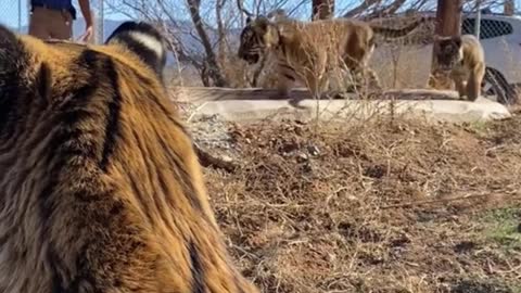 Are the two little tigers running behind her her babies?