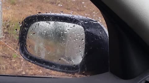 Blue Wren Dislikes His Own Reflection