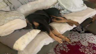 Rottweiler snoring