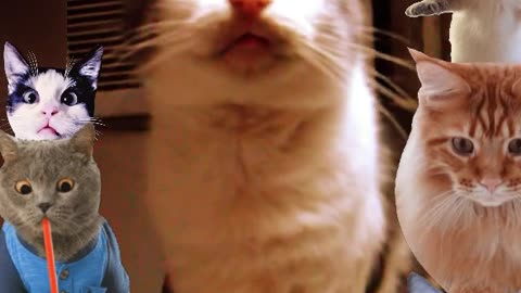 Funny Cat Video - Cats Pets Videos Kitten
