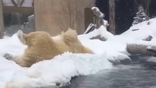 Winter madness in the performance of a polar bear