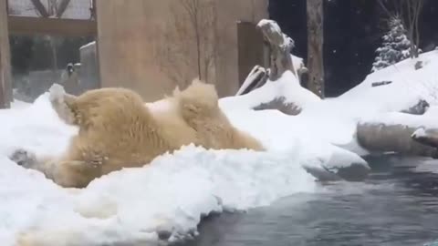 Winter madness in the performance of a polar bear