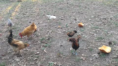 Afternoon chickens eating pumpkin