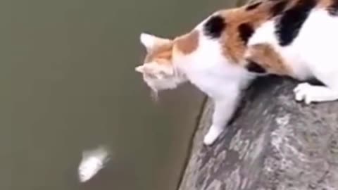 Catching Fish - Cute and Funny Cat Videos Compilation #shorts