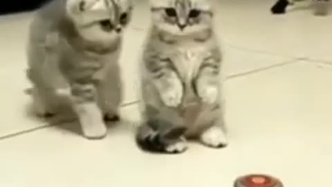 Baby cats cute cat 🐈🐈🤩