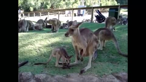 Baby Kangaroos & Joeys - CUTEST Compilation Video